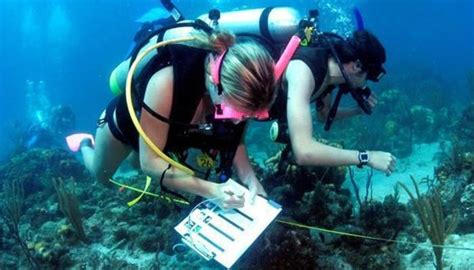 Marine Biologist Training Requirements: Diving into the Depths of Knowledge and Beyond