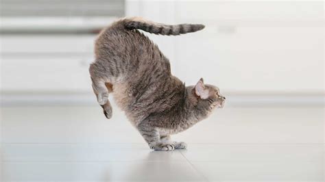 What Does the Phrase “Training Under the Table” Refer To? And Why Do Cats Always Land on Their Feet?